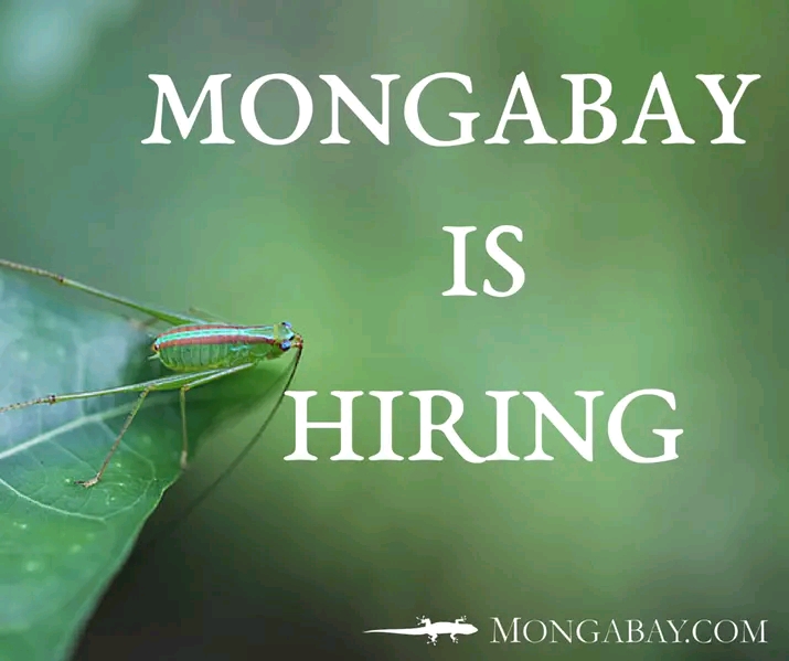 Mongabay Internship