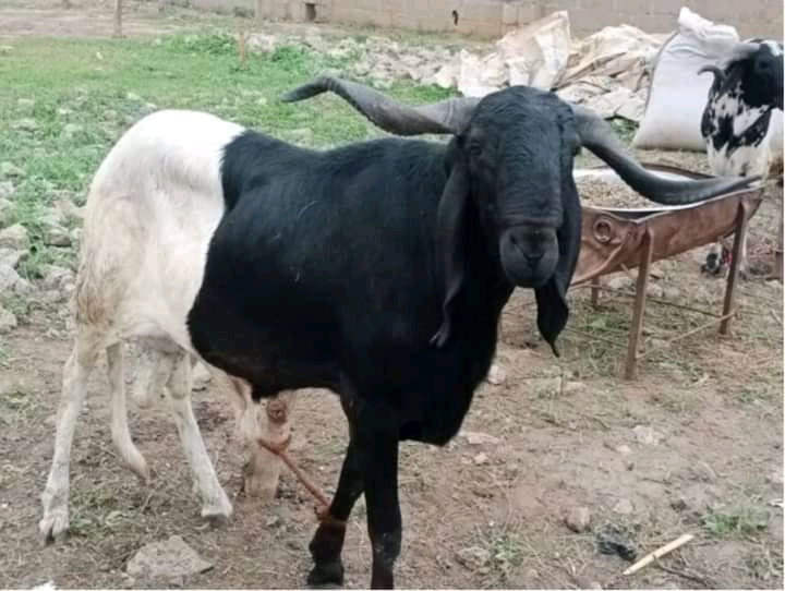 Eid-El-Kabir: Price Surge As Ram Sells For N750,000