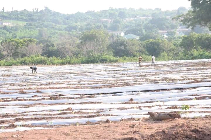 FUNAAB Plants Two Hectares of Tomatoes to Address Shortages